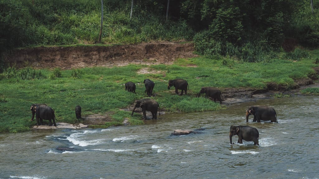 Pinnawala - elephants