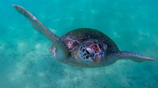 Turtle snorkeling