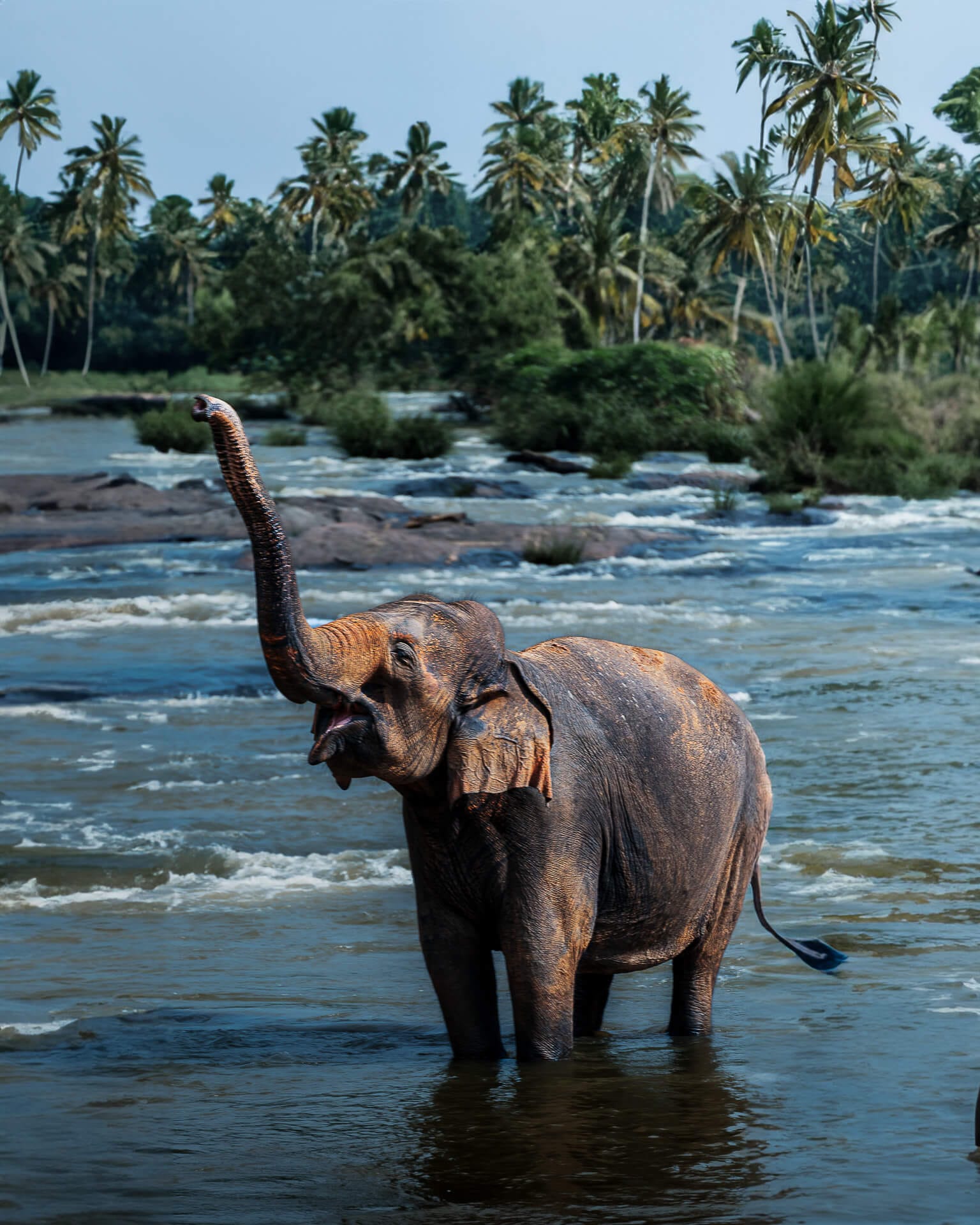 Pinnawala